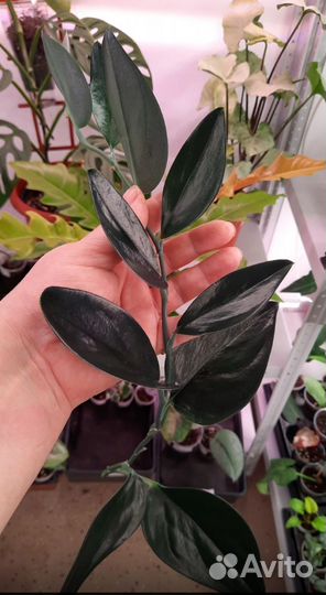 Сциндапсус эпипремнум