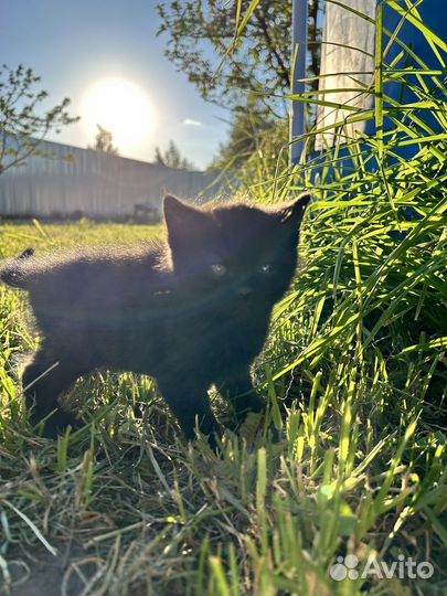 Котята в добрые руки бесплатно