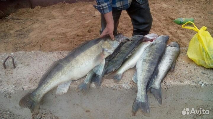 Рыбалка и отдых в Астрахани