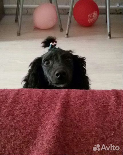 Мини пудель