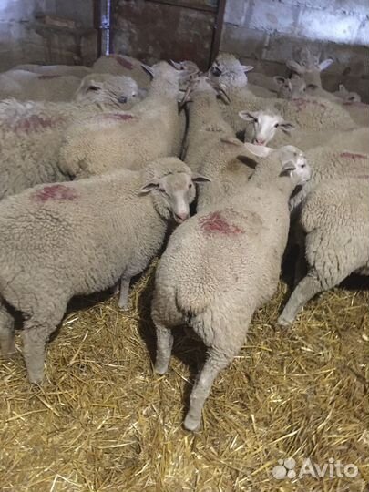 Ярочки и баранчики тексель