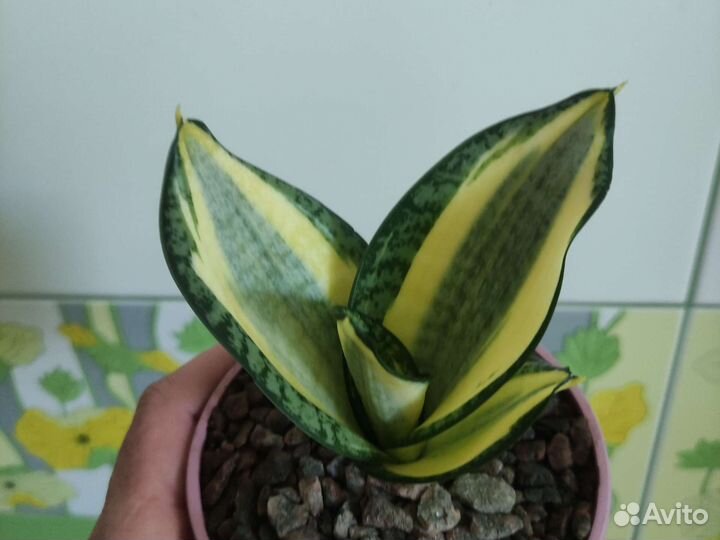 Сансевиерии разные