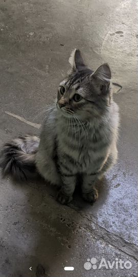 Кошка в добрые руки