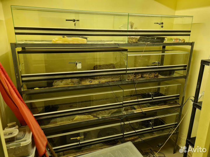 Императорские удавы (motley, normal)