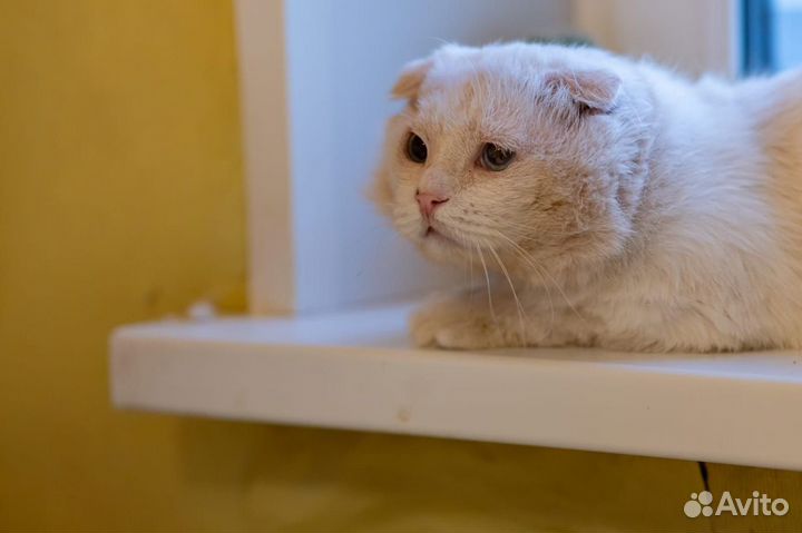 Кот в добрые руки