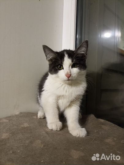 Котенок мышелов