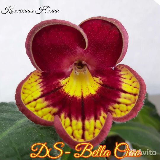 Стрептокарпус