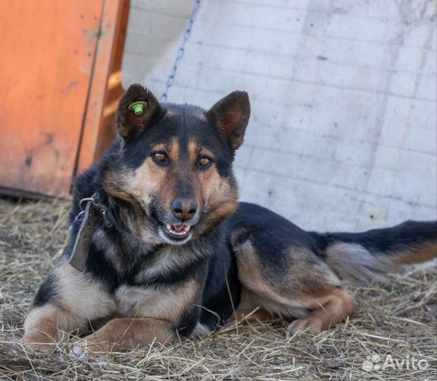 Собака в добрые руки