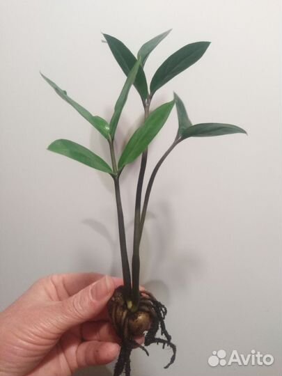 Замиокулькасы