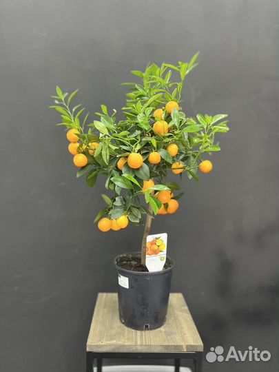 Цитрусовое дерево