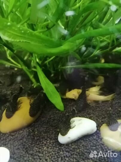 Мальки сома анциструса