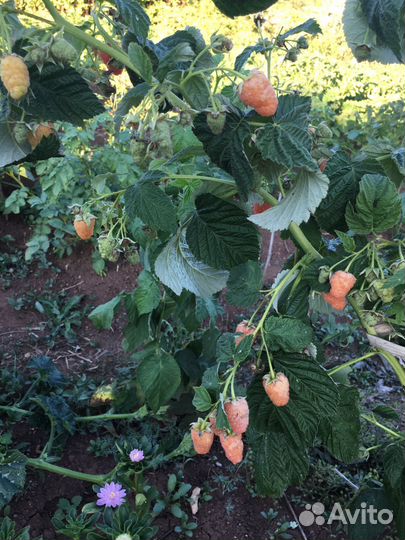 Малина ремонтантная