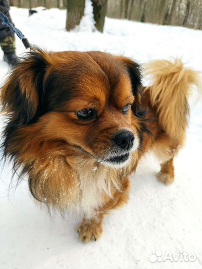 Добрый пёс ищет свою семью