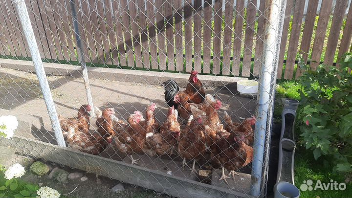 Куры несушки и петух