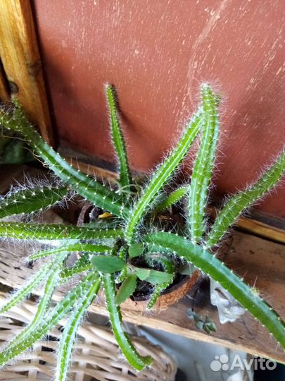 Тигровая бигония