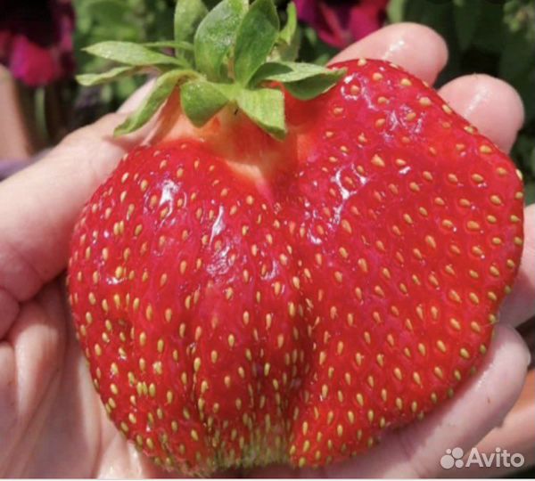 Клубника саженцы Гигант Джорнея зкс