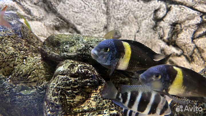 Трофеус, малек