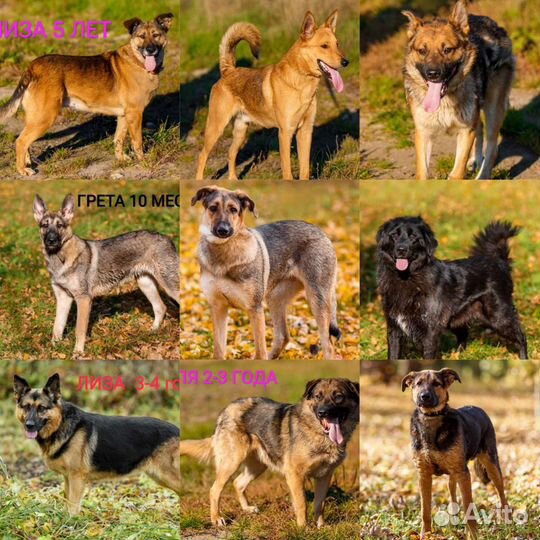 Сделай доброе дело, возьми из приюта собаку