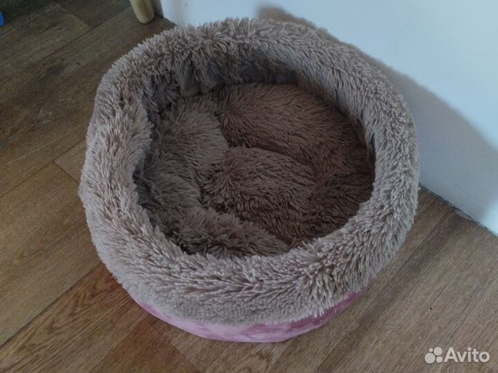 Шотландский вислоухий кот