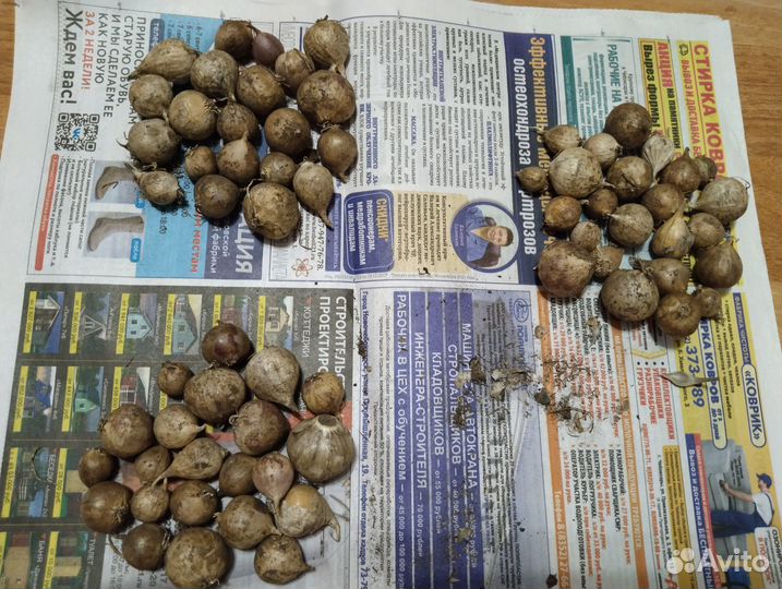 Лук декоративный Purpl Sensation