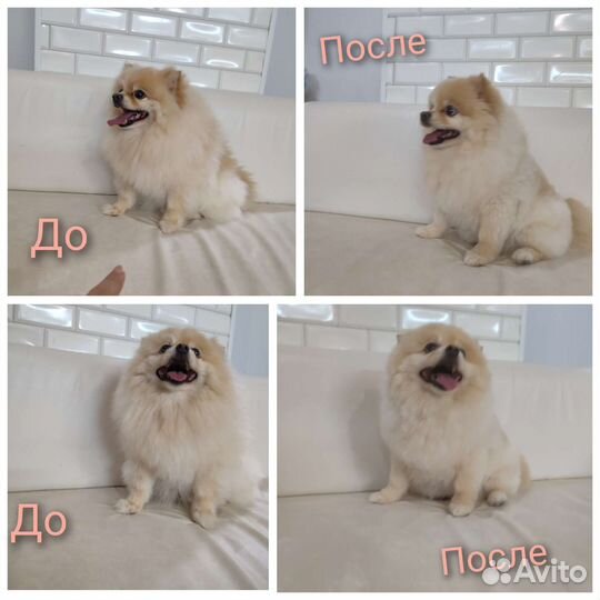 Стрижка, уход собачек и кошек)груминг