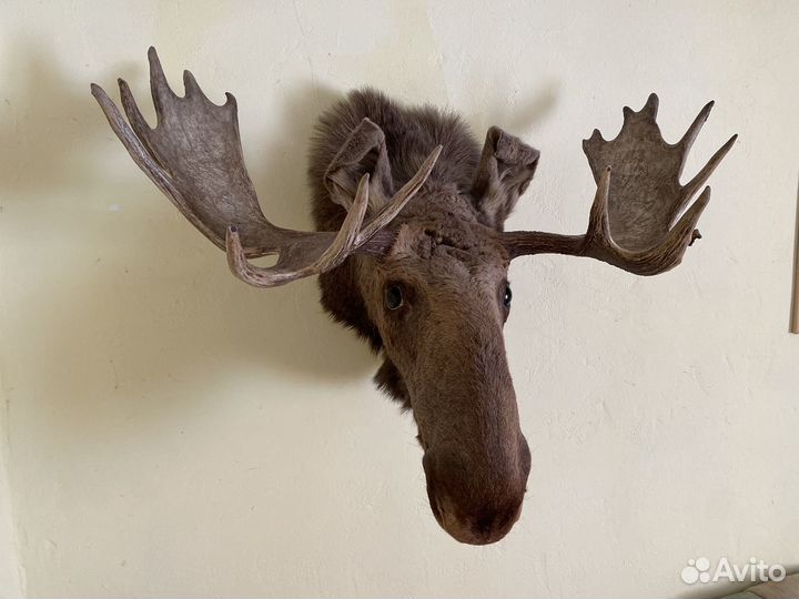 Чучело головы лося