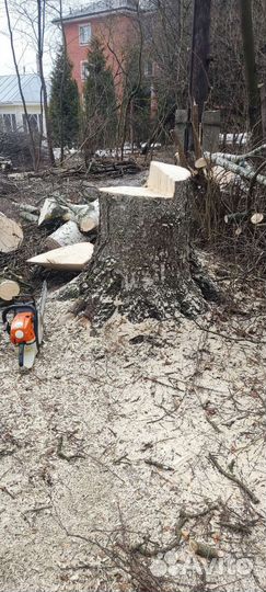 Спил деревьев