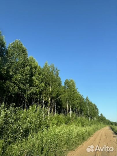 Лес на корню береза