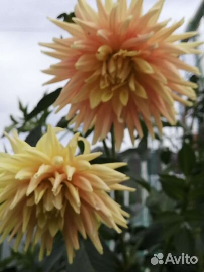 Георгины клубни