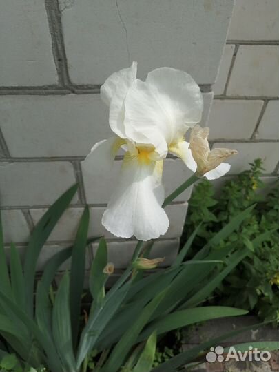 Ирисы (рассада)