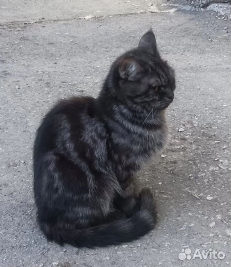 Найдена кошка