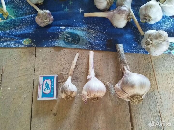 Чеснок