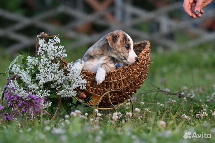 Щенки Уиппета