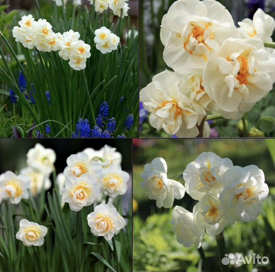 Луковичные цветы