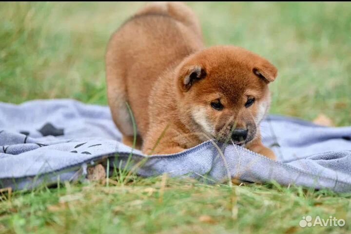 Щенки сиба ину