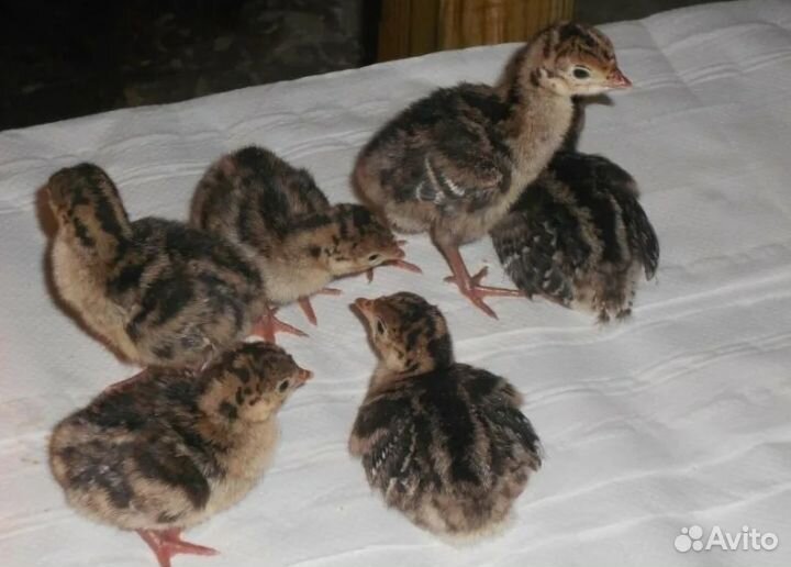 Яйцо индейки на инкубацию и индюшата