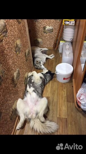 Сибирский хаски