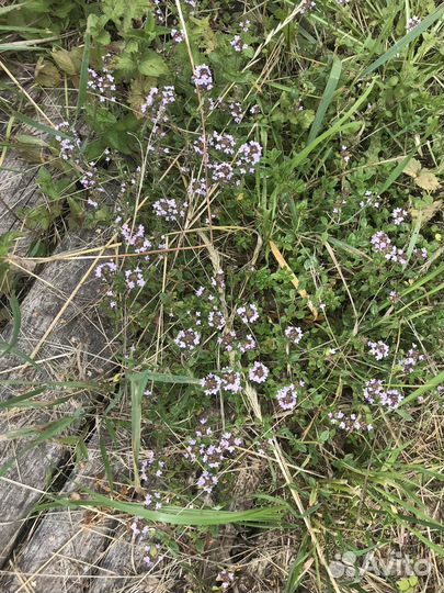 Чабрец тимьян