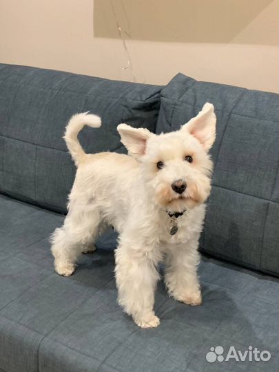 Собака для фотосессии