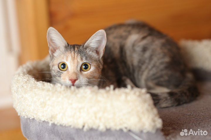 Спасите Соню. Трехцветная кошечка