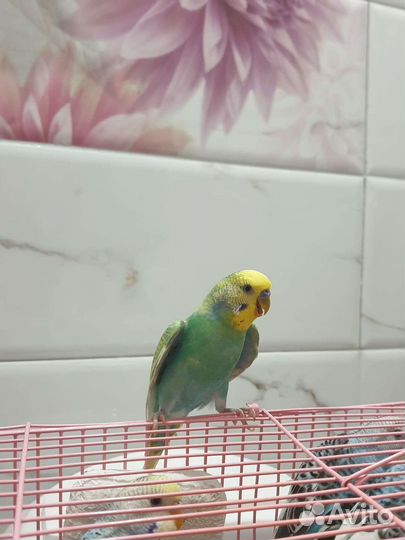 Радужный волнистый попугай Финист