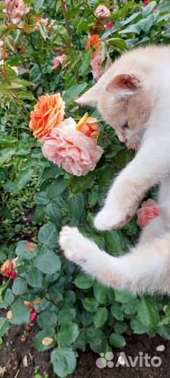Котик в добрые руки