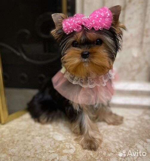 Мини девочка vip эксклюзив