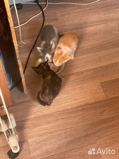 Котята в добрые руки