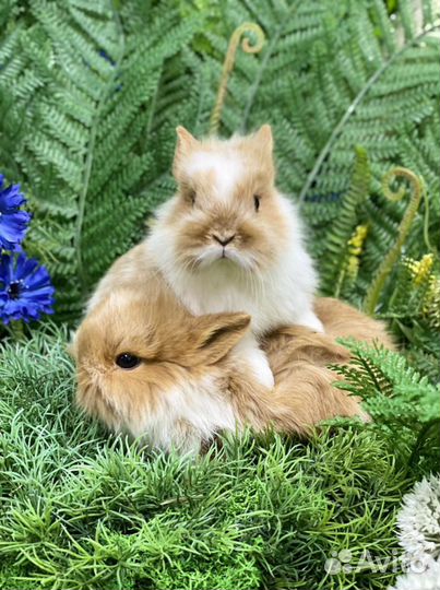 Мини кролики ручные