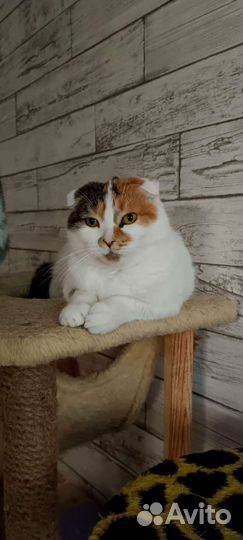 Шотландская вислоухая кошка бесплатно