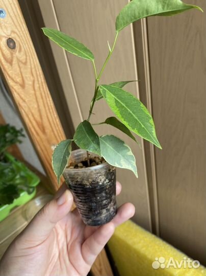 Фикус бенджамина зелёный пестролистный кинки