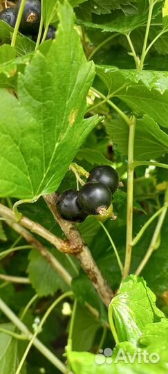 Черная смородина