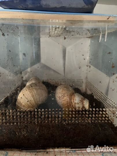 Улитки ахатины