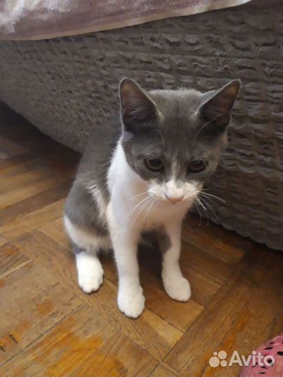 Продам в добрые руки кошечку